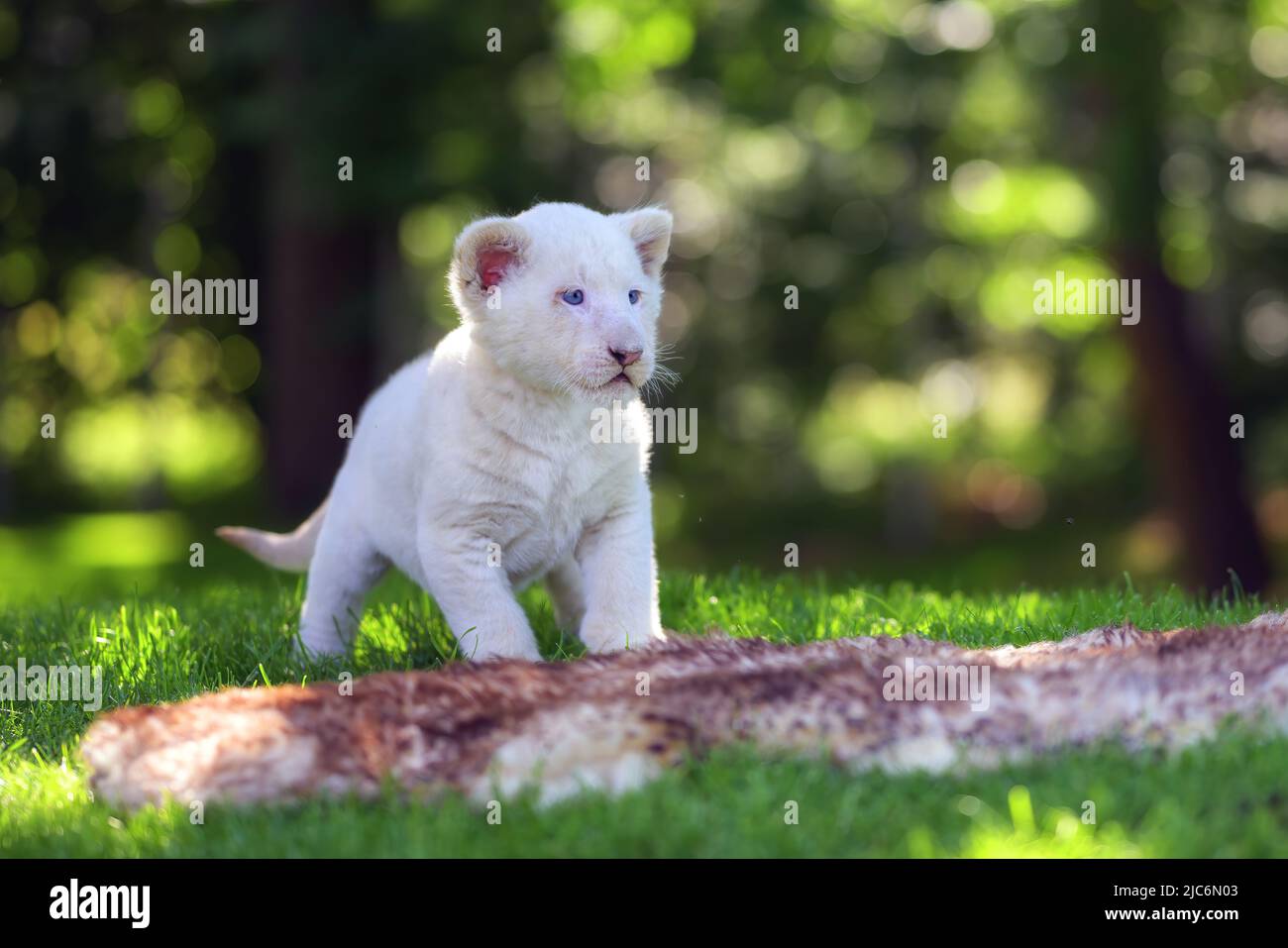 Ein Wüstenlöwenjunges sitzt auf dem Gras und will spielen. Stockfoto