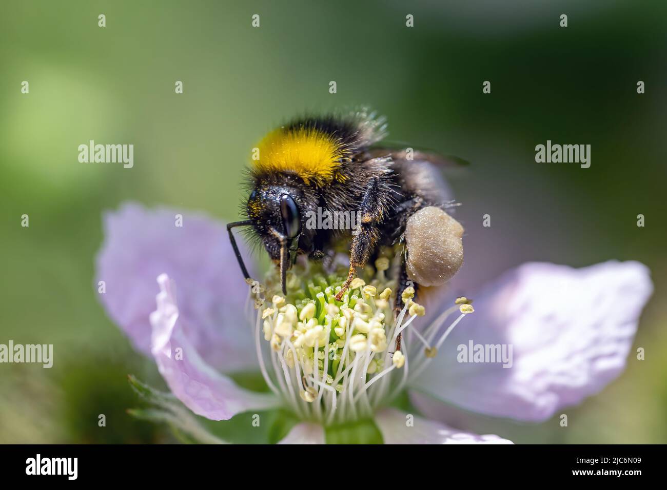 Eine Biene fliegt von Blume zu Blume und sammelt Nektar. Stockfoto