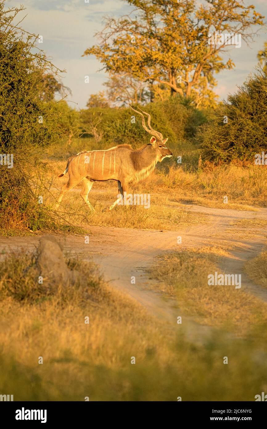 Mehr Kudu (Tragelaphus strepsiceros) Stockfoto
