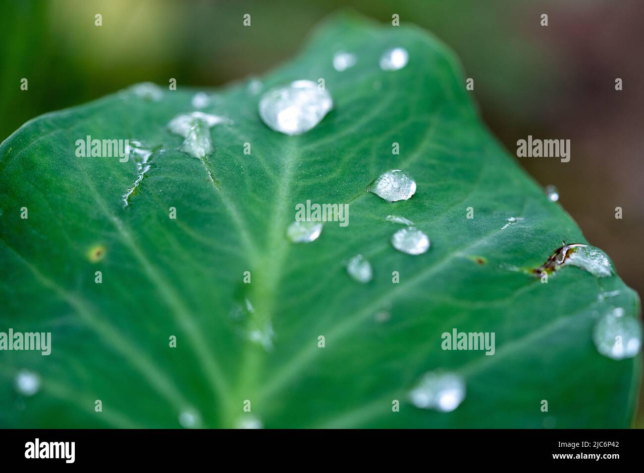 schönes Detail des Wassers sinkt auf Blatt - Makro-detail Stockfoto