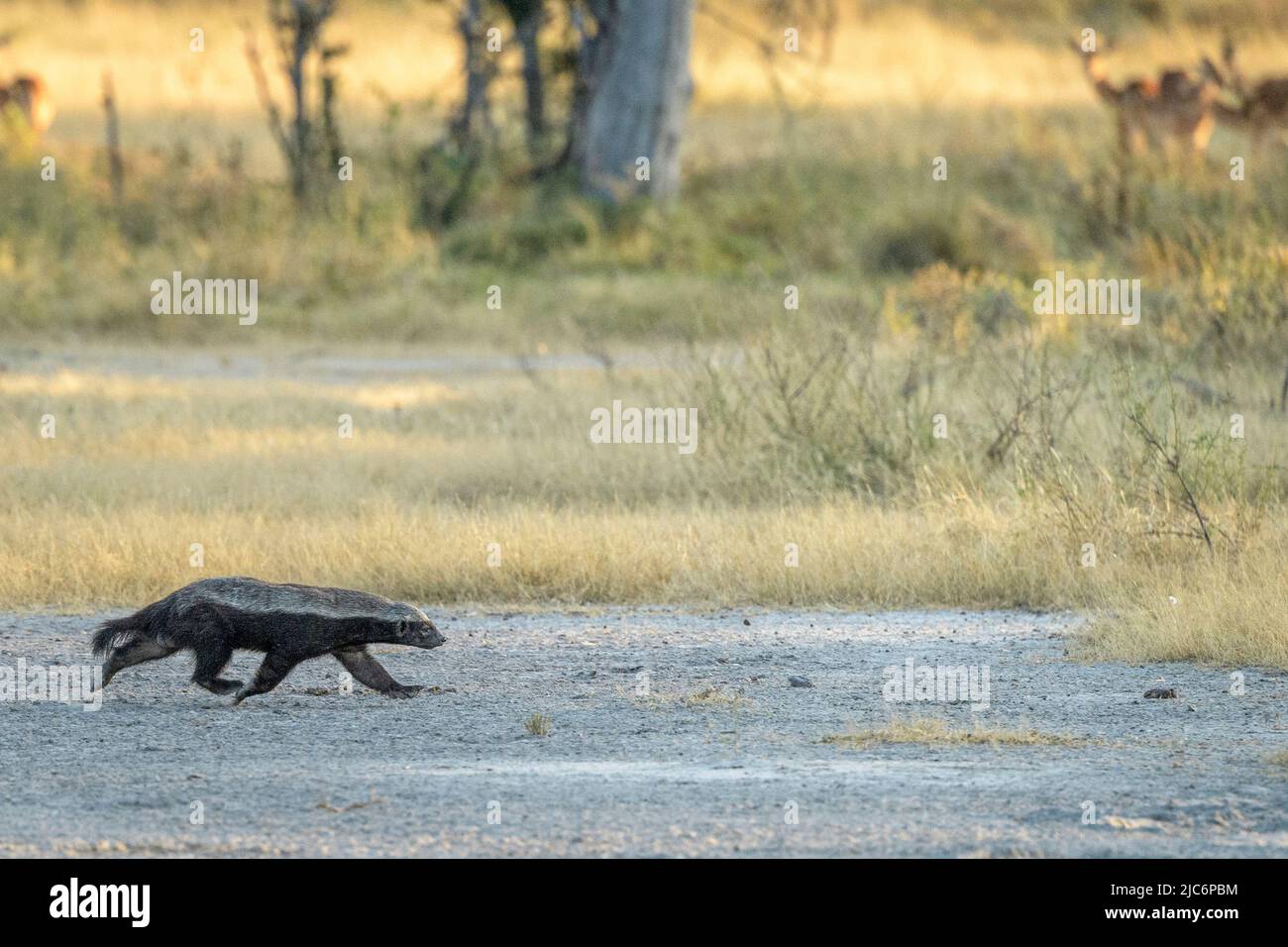 Honigdachs (Mellivora capensis) beim Wandern im Okavango Delta Stockfoto