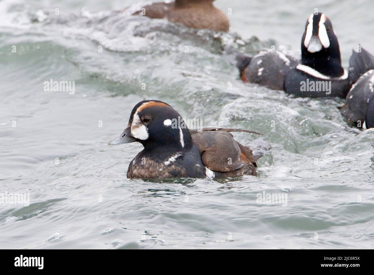 Harlequin Duck (Histrionicus histrionicus) männliche Schwimmen, Barnegat Jetty, New Jersey Stockfoto