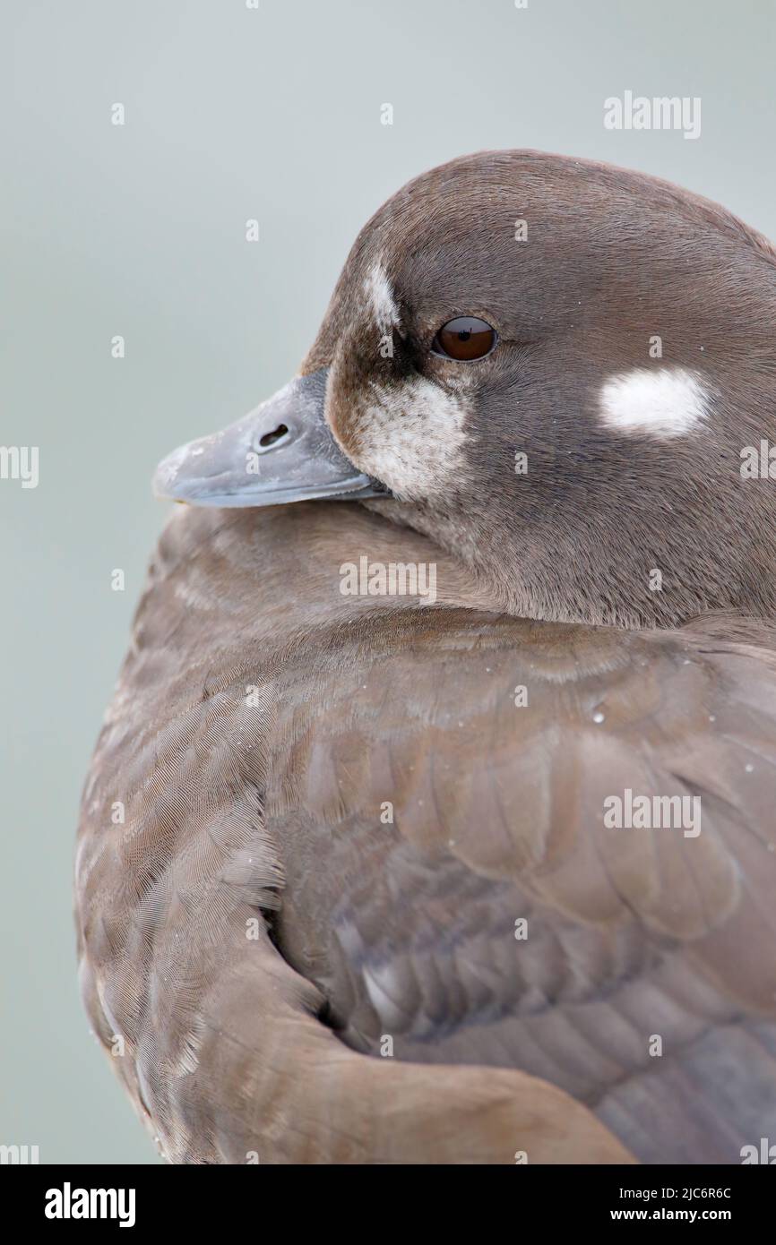 Harlequin Duck (Histrionicus histrionicus) Frauenportrait, Barnegat Jetty, New Jersey Stockfoto