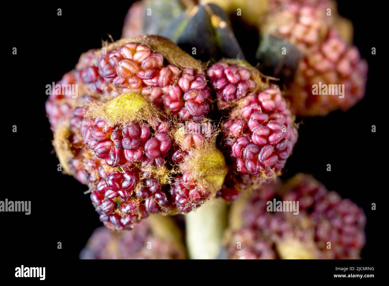 Esche (fraxinus excelsior), Nahaufnahme des Stilllebens, die eine aufplatzte Blütenknospe zeigt, isoliert vor schwarzem Hintergrund. Stockfoto