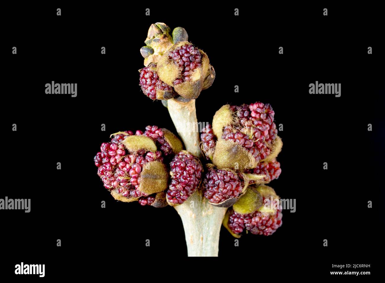 Esche (fraxinus excelsior), Nahaufnahme mit Büscheln von Blütenknospen, die an der Spitze eines kleinen Astes aufplatzen, isoliert vor schwarzem Hintergrund. Stockfoto