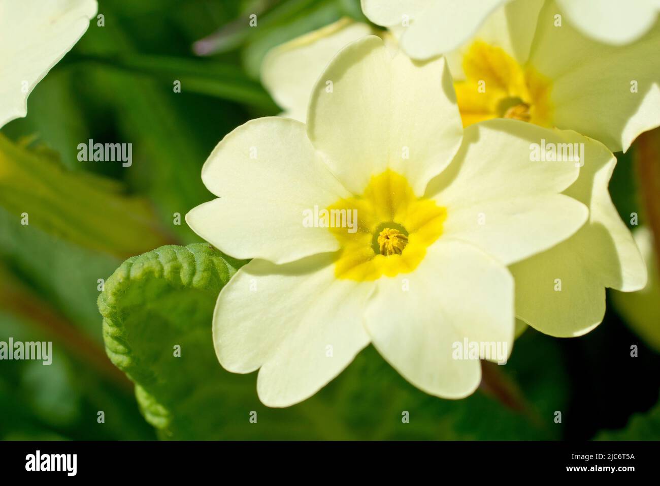 Primrose (primula vulgaris), Nahaufnahme mit Fokus auf eine einzelne thrum-eyed Blume aus vielen. Stockfoto