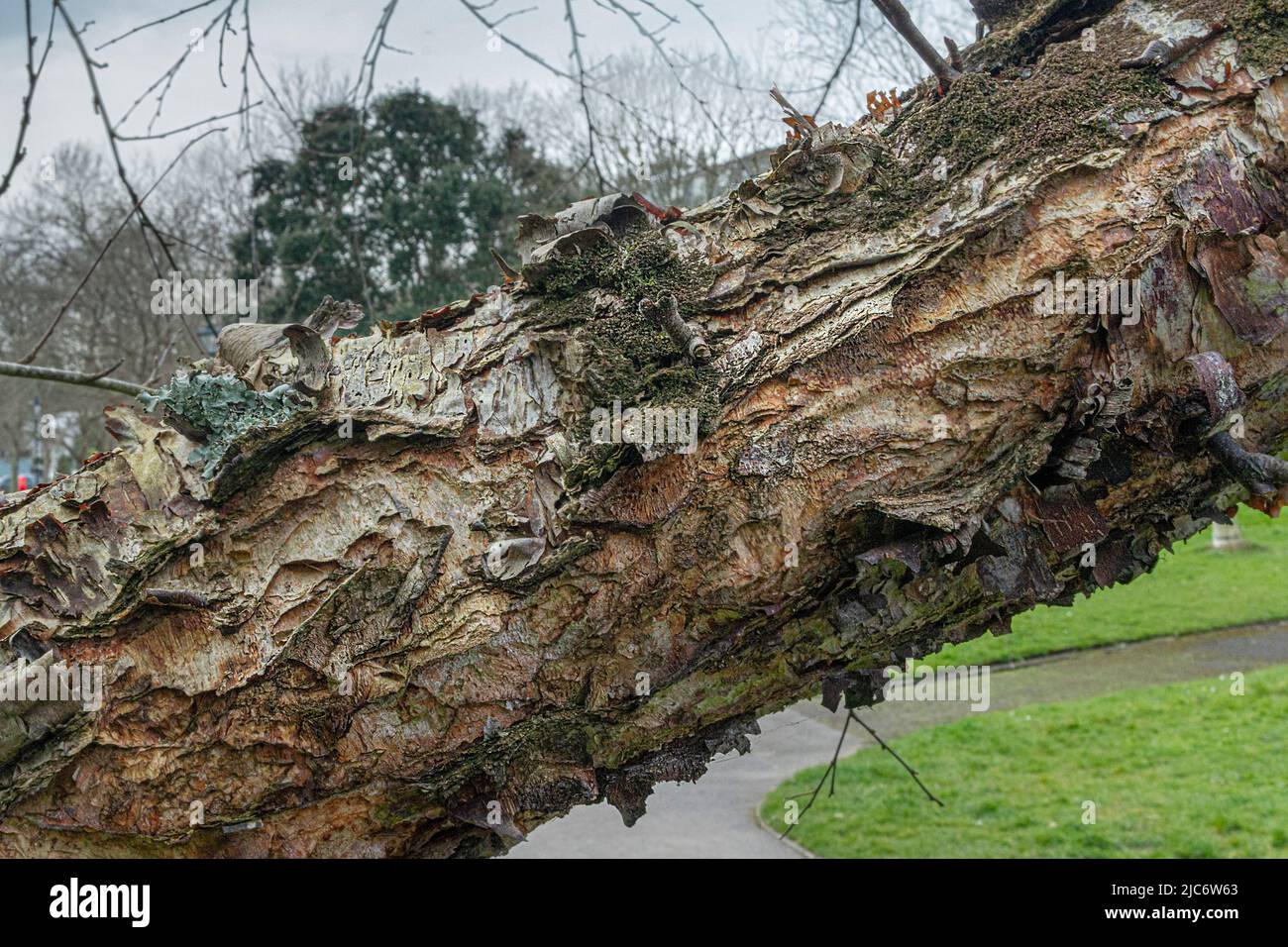Die markante Rinde des Lenta-Baumes der schwarzen Birke Betula in den Trenance Gardens in Newquay in Cornwall im Vereinigten Königreich. Stockfoto