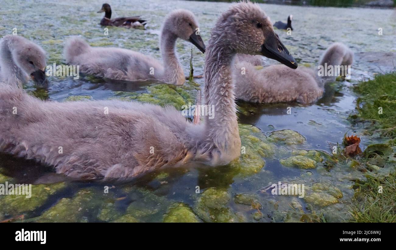 Niedliche Cygnets (Baby mute Swan) Stockfoto