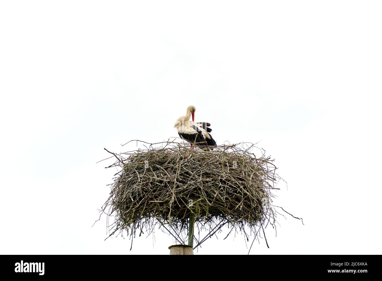 Storch Vogel im Nest auf Pfosten Reinigung Federn isoliert auf weißem Himmel Stockfoto