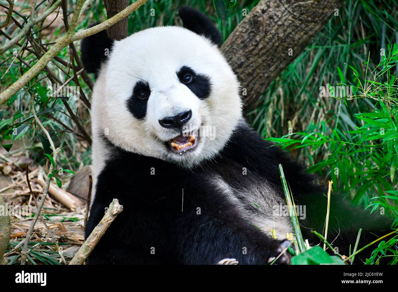 Ein fröhlicher Panda lächelt der Kamera zu Stockfoto