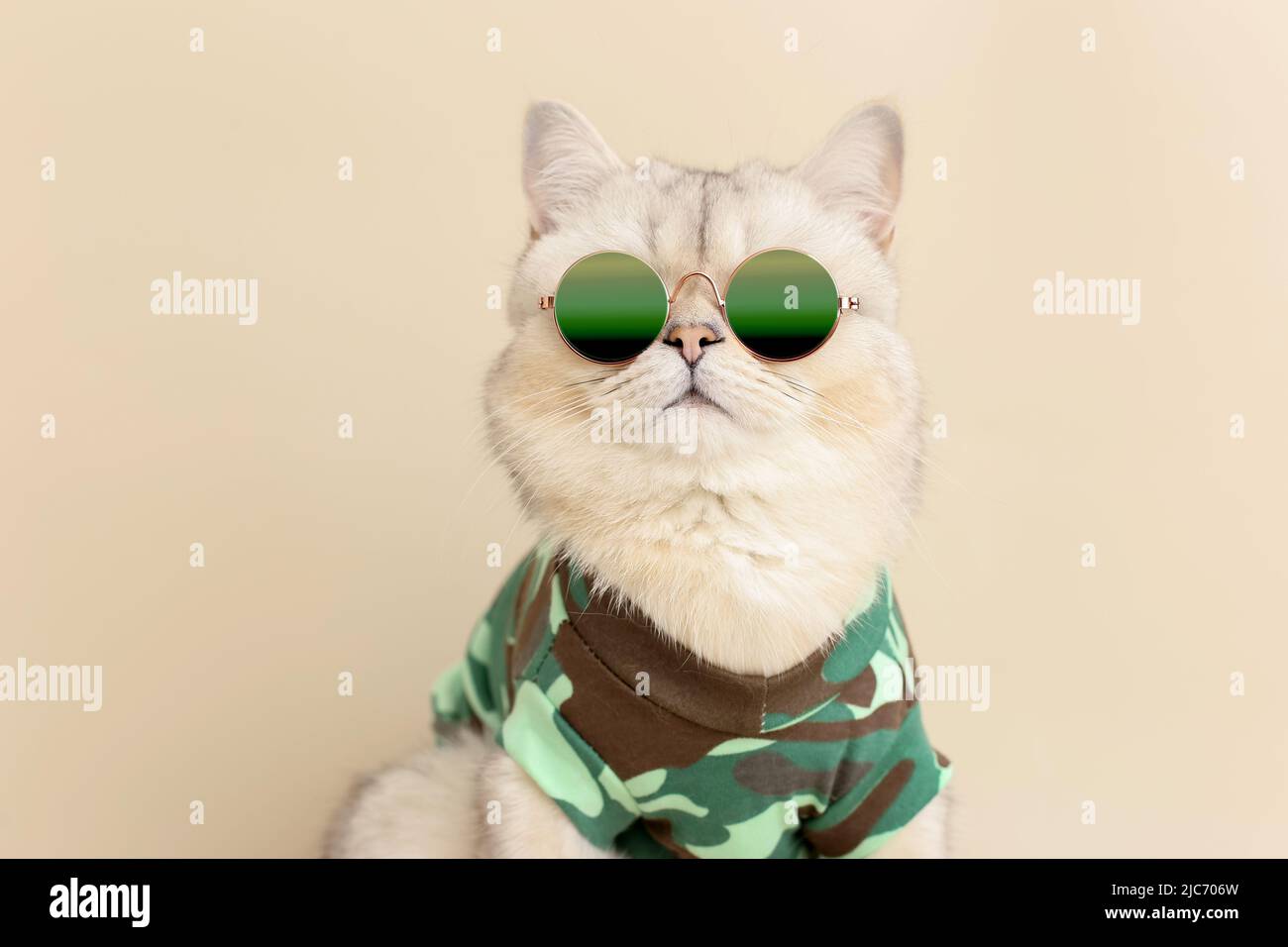 Niedliche, stylische Katze mit Sonnenbrille und einem T-Shirt im Militärstil auf beigem Hintergrund Stockfoto