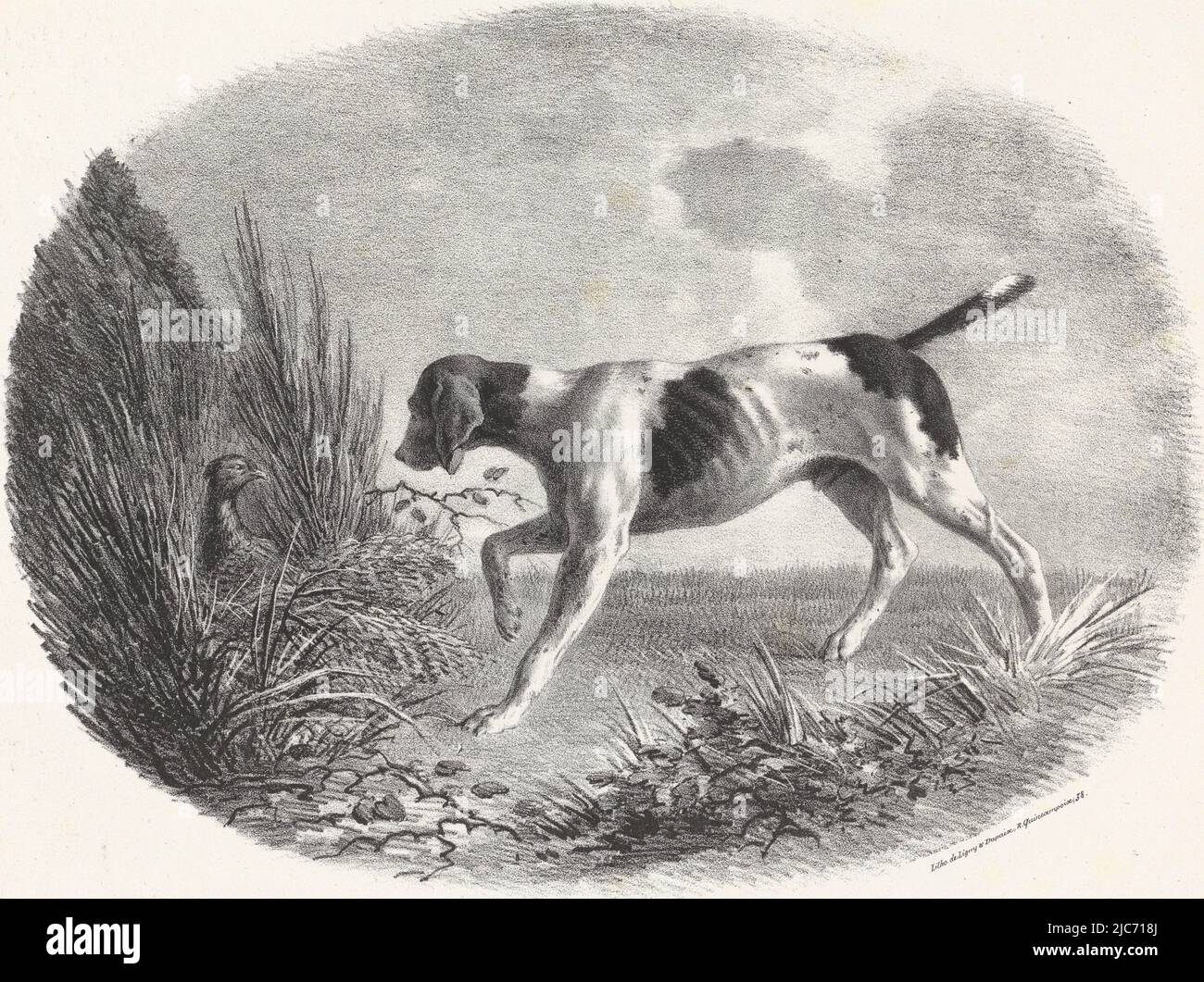 Vingt chiens de Chasse“. 20 nummerierte Blätter im Einband mit Adresse von D, Druckerei: Carle Vernet, Drucker: Ligny et Dupaix, 1768 - 1836, Papier Stockfoto