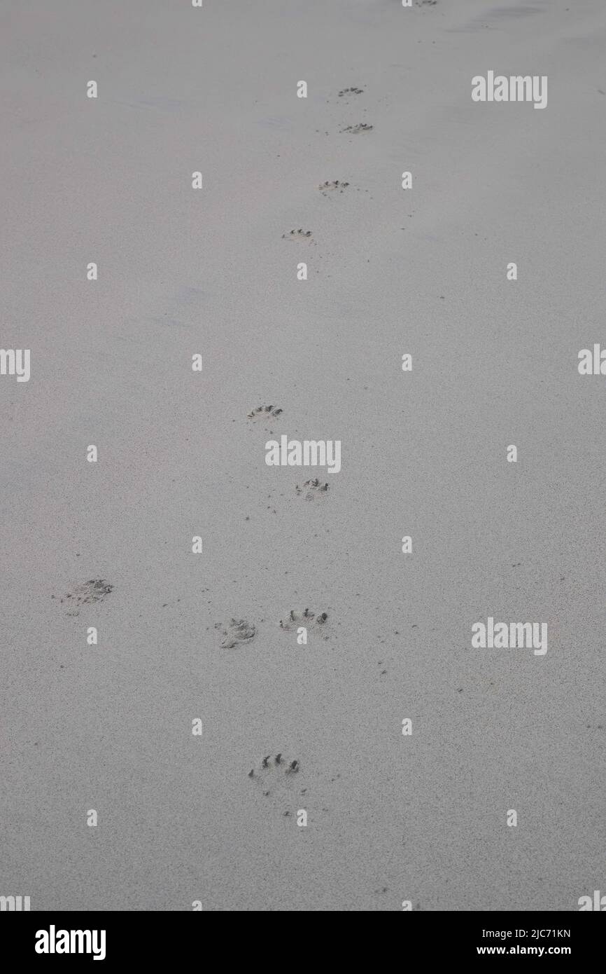 Fußabdrücke eines mittelgroßen Hundes, der bei Ebbe auf dem festen weißen Sand eines Strandes in North Uist, Äußere Hebriden, Schottland, zurückgelassen wurde Stockfoto