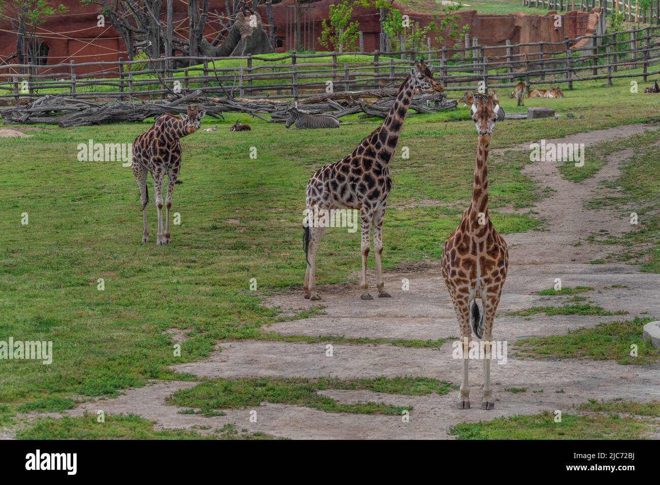 Giraffe mit schönem Farbkopf und dunklem Hintergrund am Frühlingstag Stockfoto