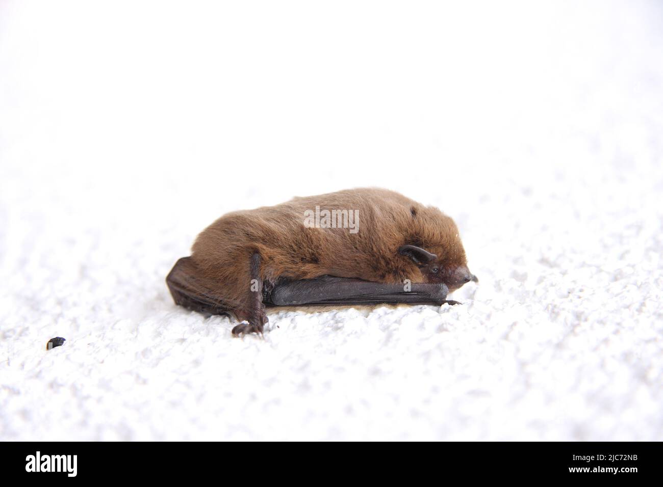 Am Tag der Fledermaus hängt ein kleiner Abendsegler an einem Haus Stockfoto