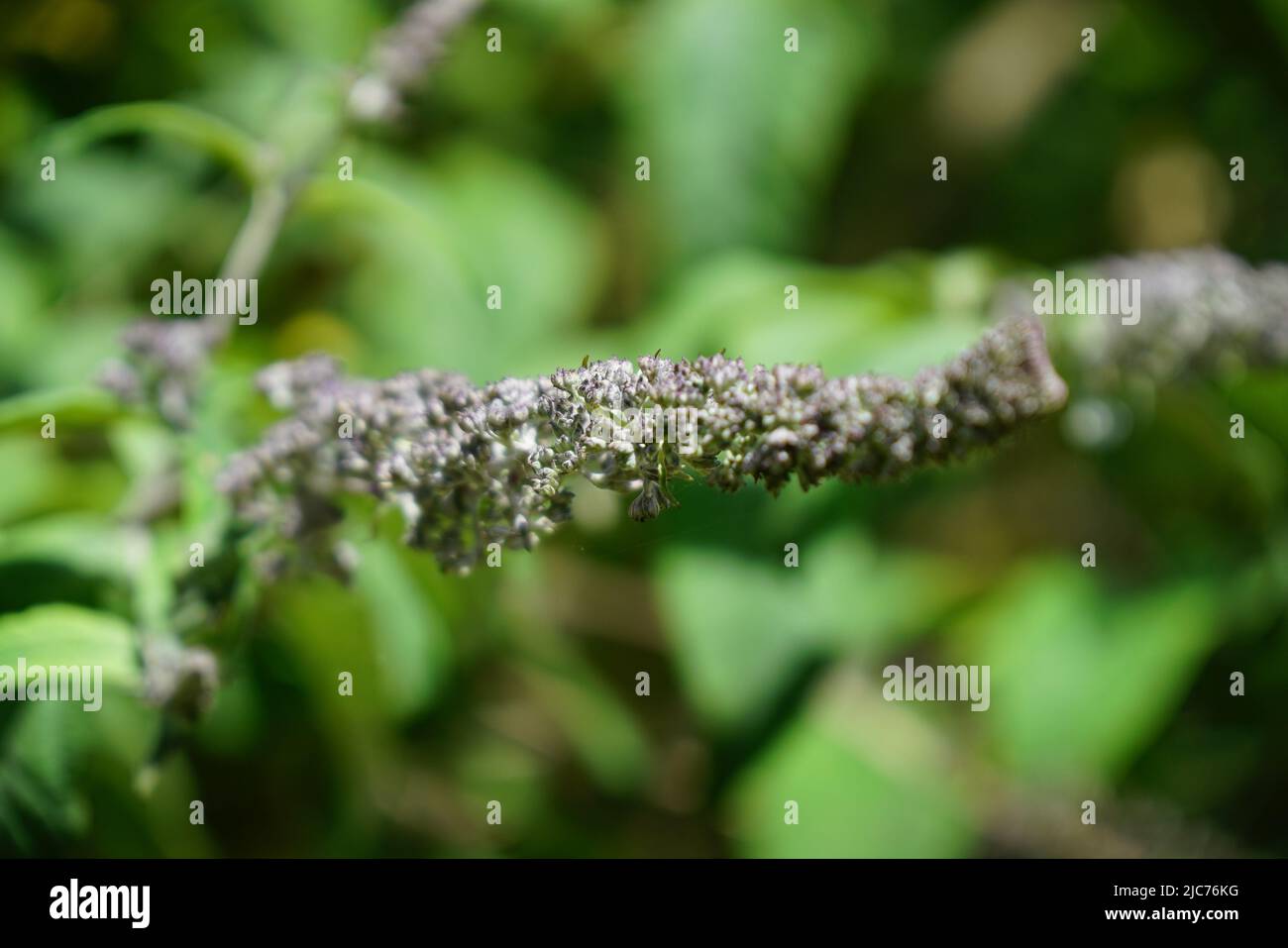 London, Großbritannien. 10.. Juni 2022. Blumen, Pflanzen und Bäume in Hollow Ponds, Epping Forest in Leytonstone, London, Großbritannien. - 10. Juni 2022. Quelle: Siehe Li/Picture Capital/Alamy Live News Stockfoto