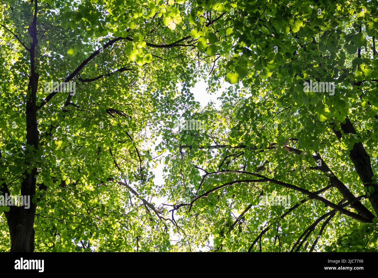 Äste von vielen grünen Bäumen gegen den blauen Himmel. Schöner Hintergrund für Ihr Design. Foto unten. Stockfoto