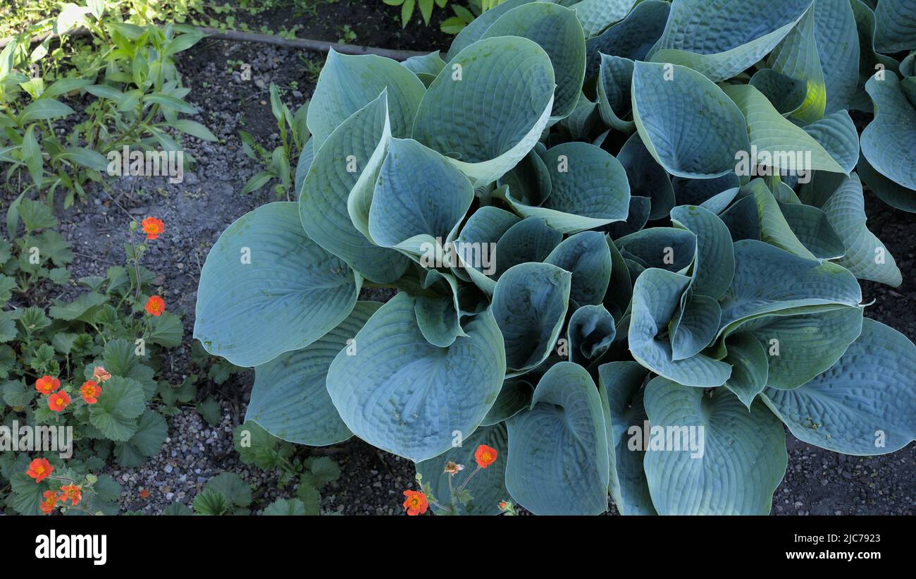 Hosta Pflanze (Big Mama) auch als Wegerich Lilie Stockfoto