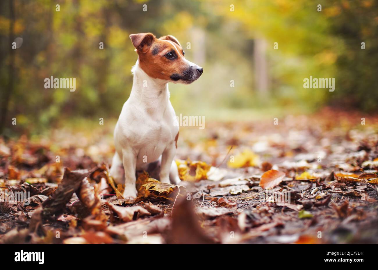 Kleiner Jack Russell Terrier auf Waldweg mit gelb-orangen Blättern im Herbst, unscharfer Baumhintergrund Stockfoto