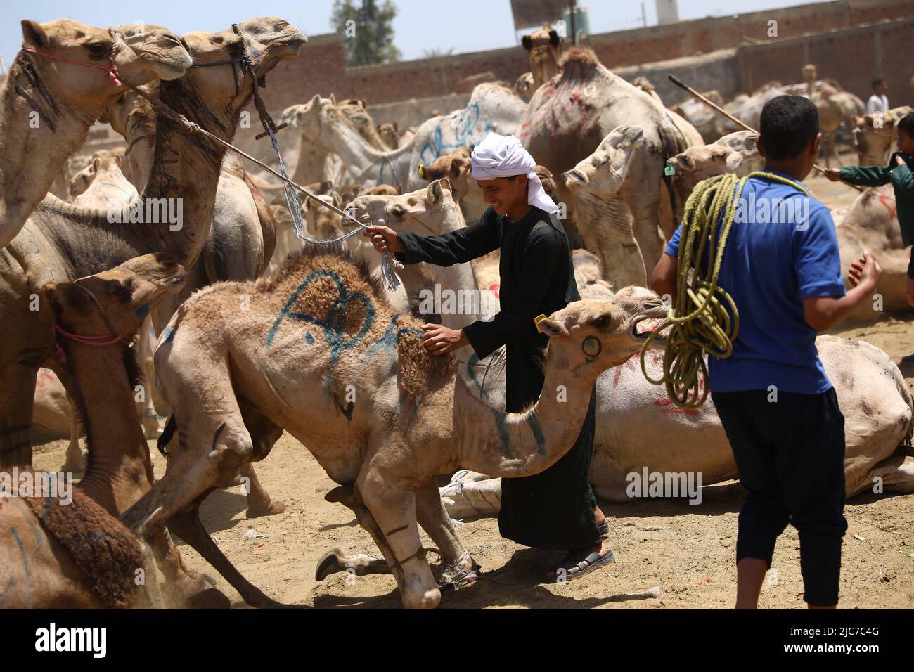 Kairo, Ägypten. 10.. Juni 2022. Am 10. Juni 2022 werden Kamele auf dem Kamelmarkt in der Region von den Verkäufern verkauft, etwa 50 Kilometer nordwestlich von Kairo, Ägypten. Quelle: Ahmed Gomaa/Xinhua/Alamy Live News Stockfoto