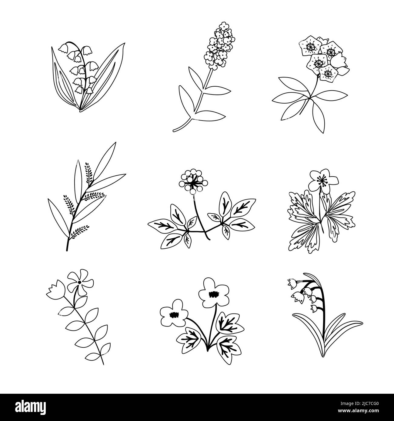 Isolierte Vektor-Pflanzen botanische Sammlung Stock Vektor