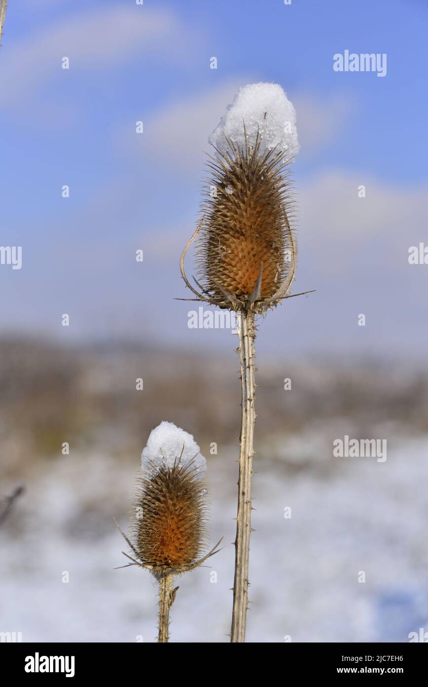 Schneeflocken im Gebüsch Stockfoto