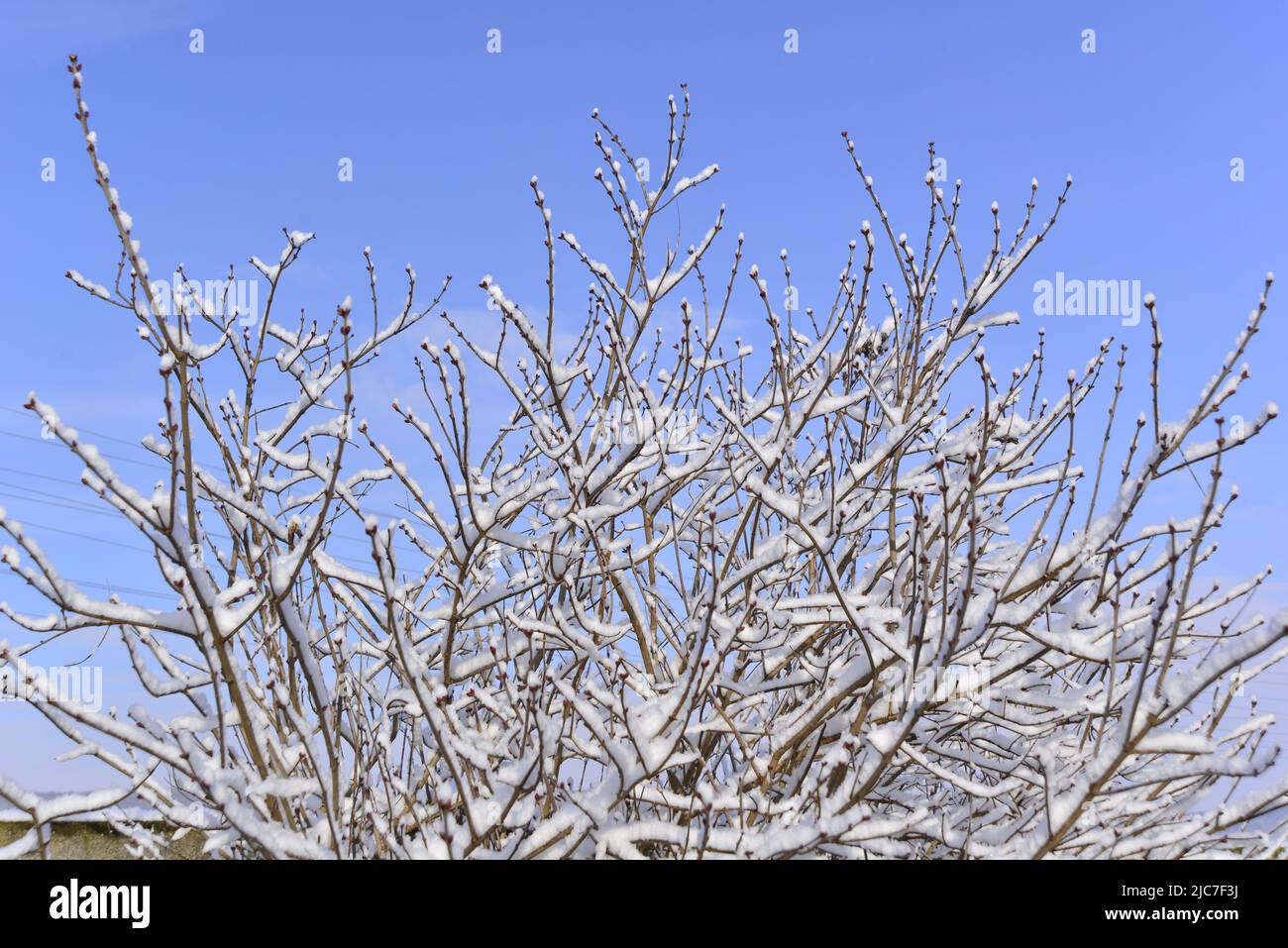 Schnee auf Ästen über dem blauen Himmel Stockfoto