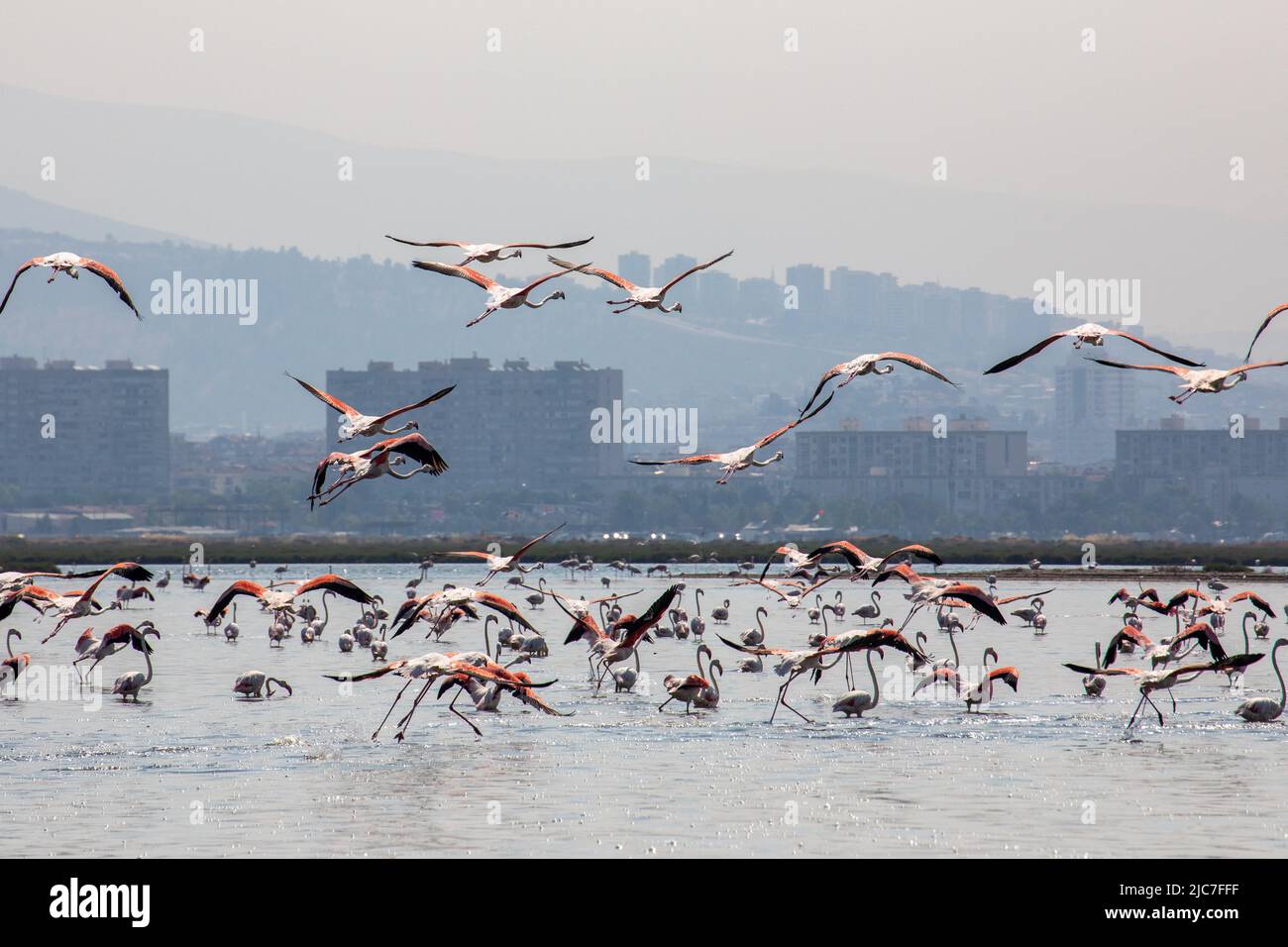 9. Juni 2022: Flamingo und andere Reihervögel mit Blick auf die Stadt im Hintergrund vom Vogelparadies im Gediz-Delta, einem ausgedehnten Feuchtgebiet, das an der Westküste der Izmir-Bucht entstand, wo der Gediz-Fluss am 9. Juni 2022 mit der Ägäis in der Türkei zusammentrifft. Das Delta, das als Ramsar-Gebiet, Wildlife Protection Area und Natural Protected Area zum Schutz qualifiziert ist, beherbergt rund 300 Vogelarten und wurde zum UNESCO-Weltkulturerbe ernannt. (Bild: © Tolga Ildun/ZUMA Press Wire) Stockfoto