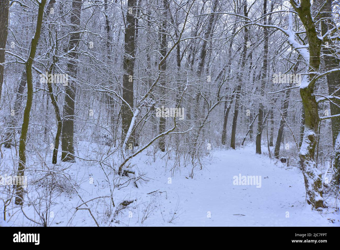 Verschneite Waldlandschaft zu Weihnachten Stockfoto