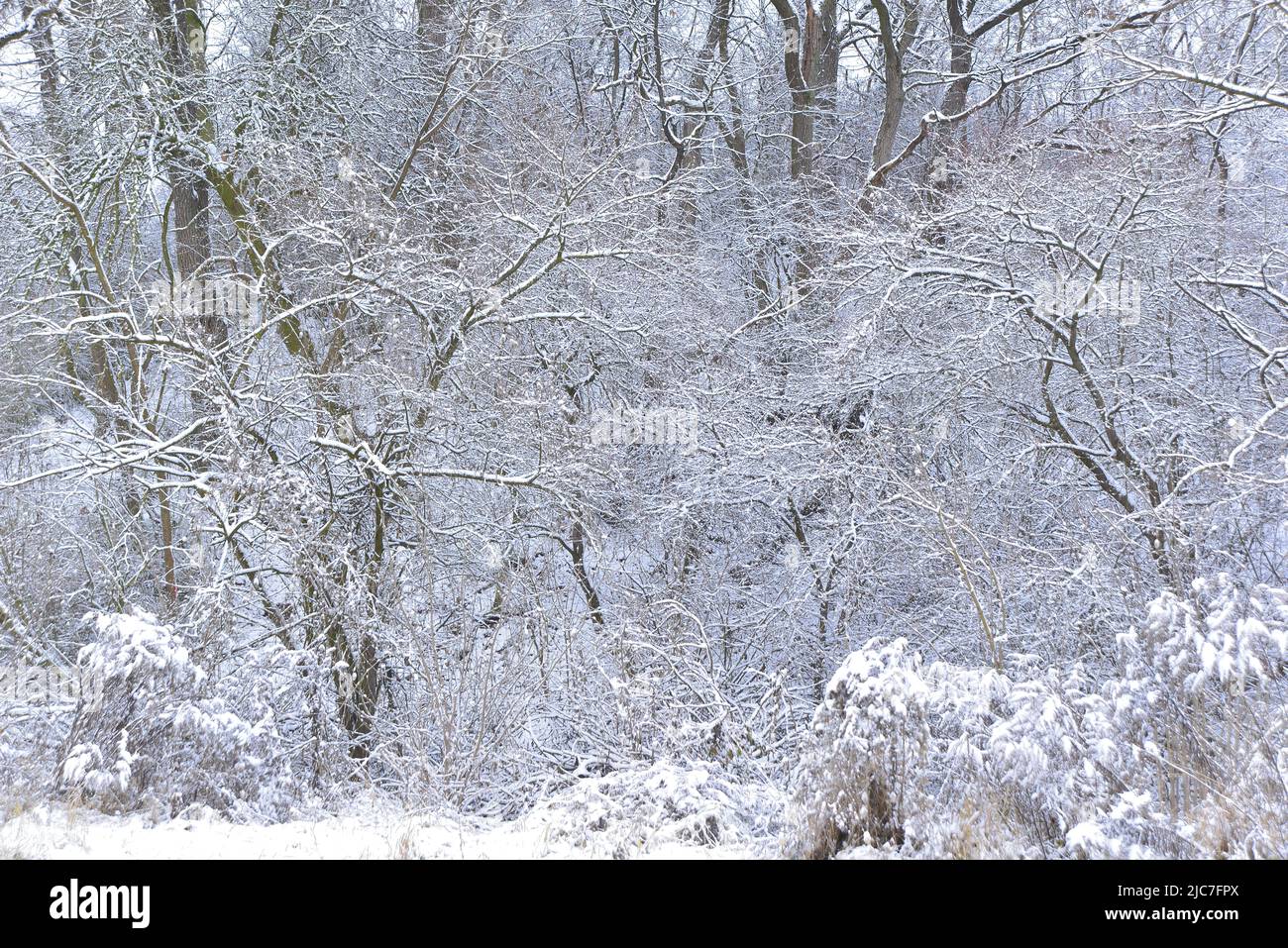 Weißer Wald der frühen Wintertage Stockfoto