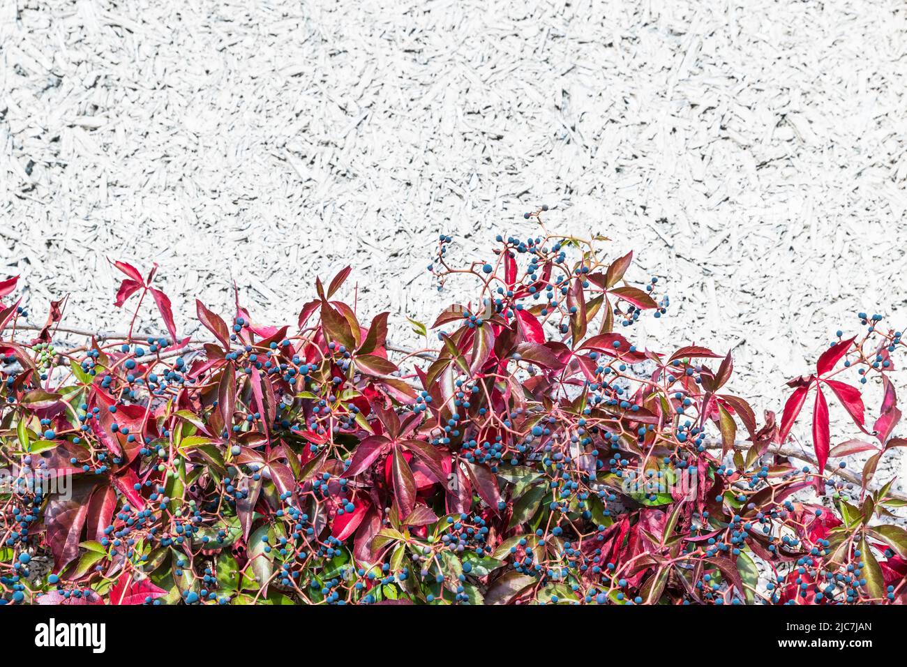 Nahaufnahme von Virginia Creeper an der weißen Lärmschutzwand. Parthenocissus quinquefolia. Schöne Kletterpflanze mit roten oder grünen Blättern. Blaue giftige Beeren. Stockfoto