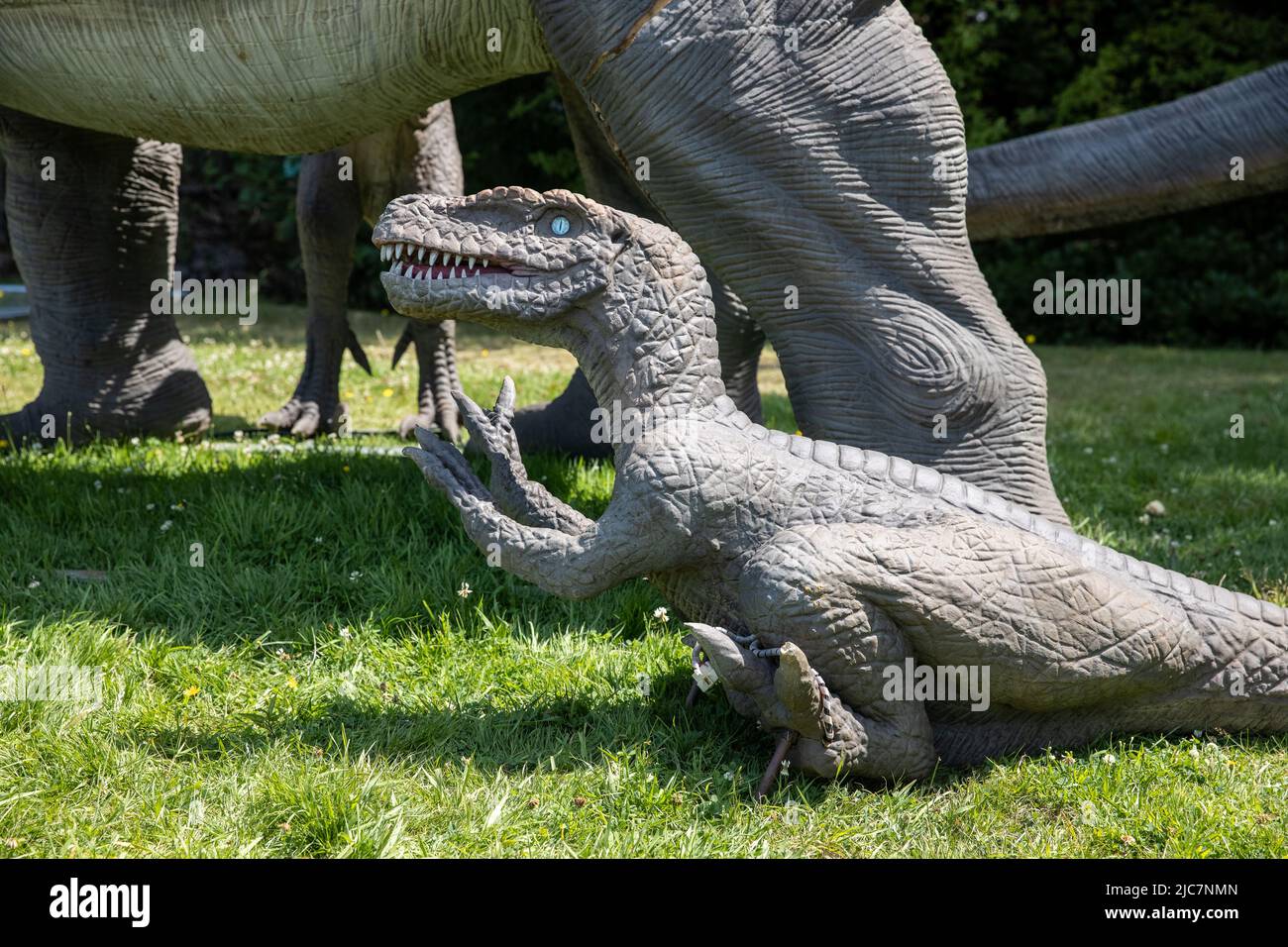 Jurassic Encounter feiert sein Debüt in Großbritannien im Grovelands Park in Southgate, London. Jurassic Encounter ist ein Familienevent, eine interaktive Installation von 50 lebensgroßen animatronischen Dinosauriern aus der Jurazeit, der Trias und der Kreidezeit. Jeder Dinosaurier hat Roboterbewegungen, Arme bewegen sich auf und ab, Schwänze wiegen sich von Seite zu Seite, Köpfe bewegen sich auf und ab, Augen blinken, Kiefer öffnen sich weit mit realistisch brüllenden Soundeffekten. Mit: Atmosphäre wo: London, Großbritannien Wann: 23 Jul 2021 Kredit: Phil Lewis/WENN Stockfoto