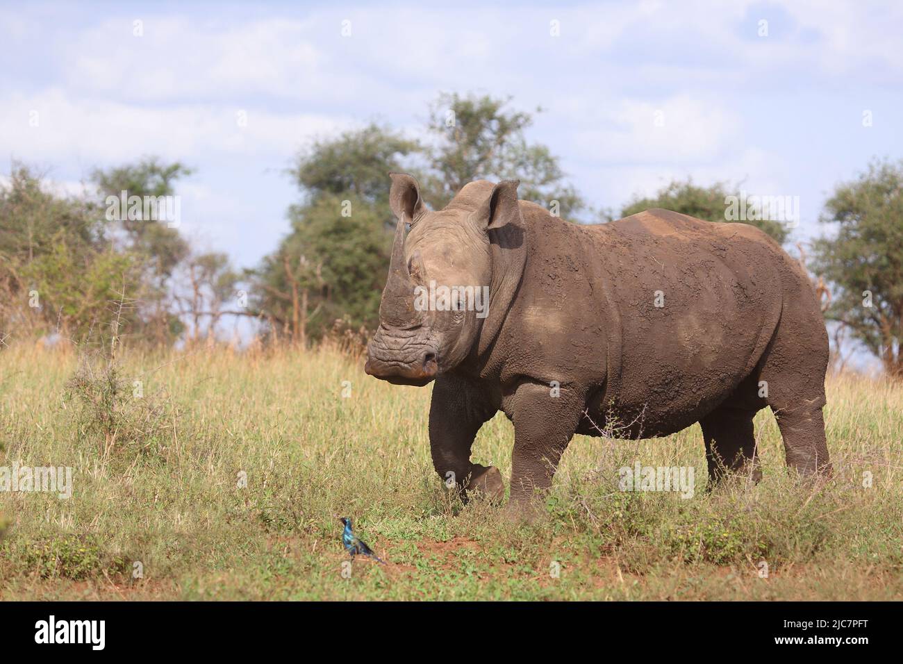 Breitmaulnashorn und Riesenglanzstar / Vierkant-Nashorn und Burchell-Star / Ceratotherium simum et Lamprotornis australis Stockfoto