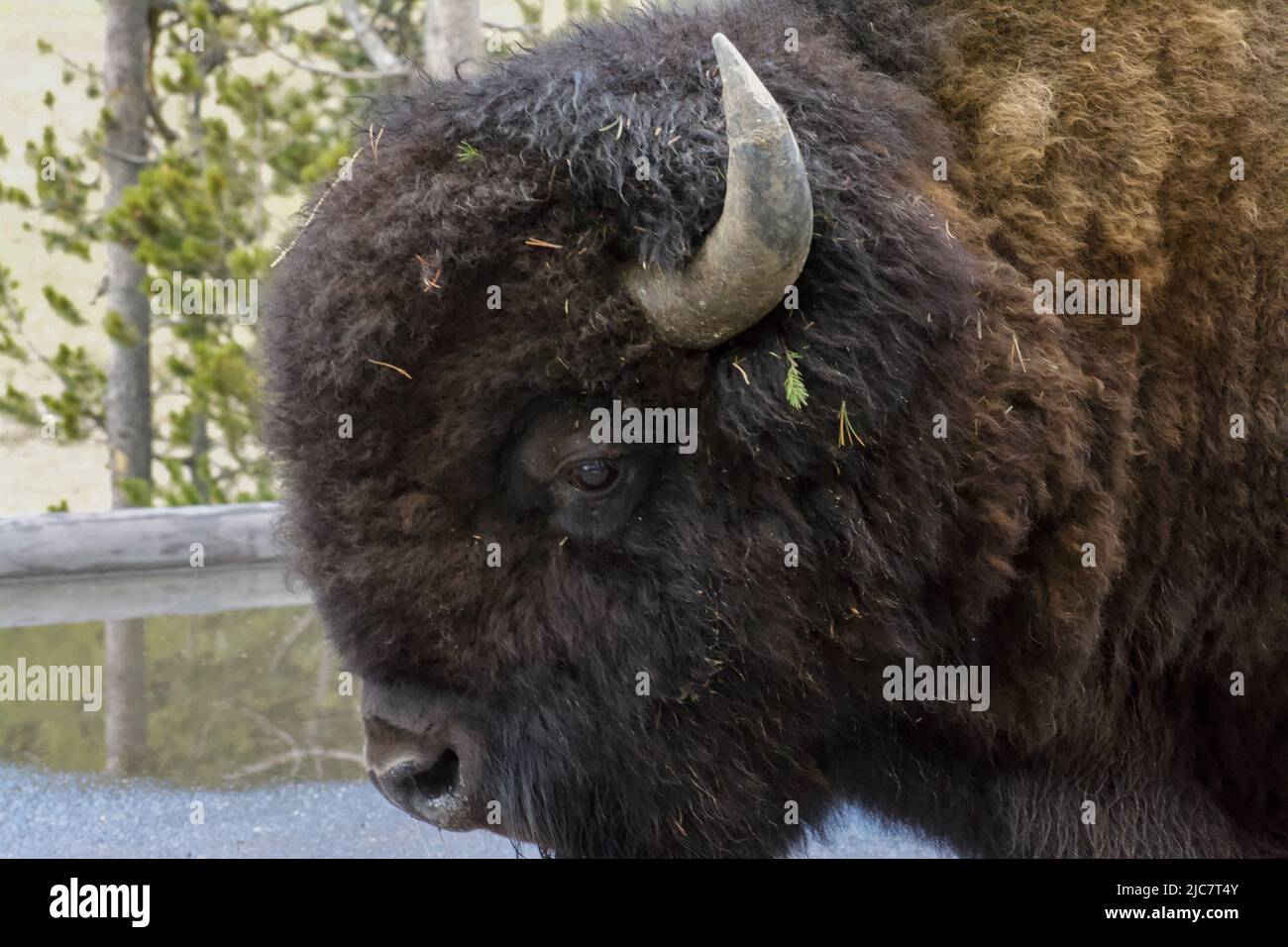 Nahaufnahme von einem Bison Stockfoto