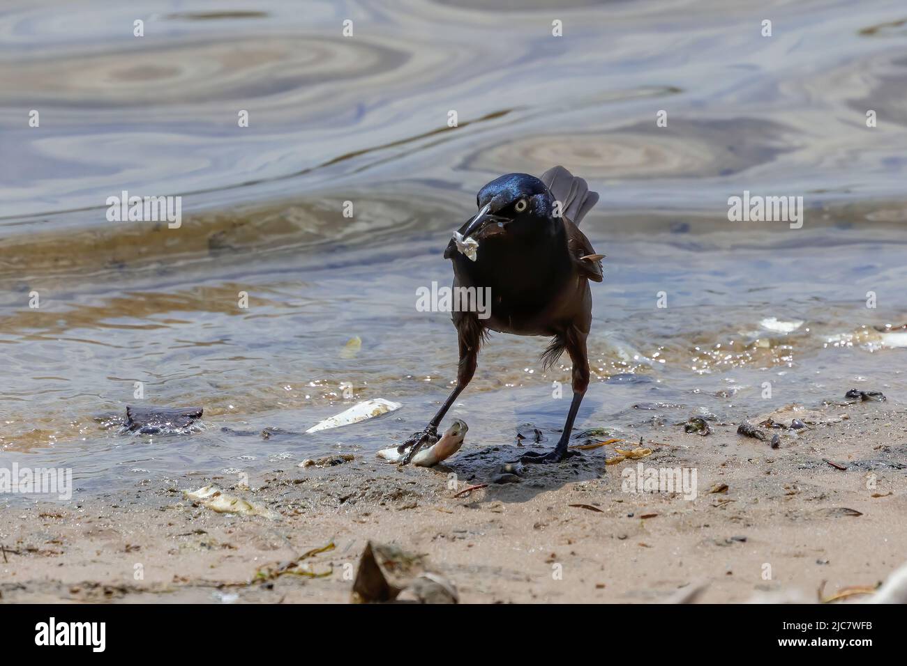 Der gemeine Grackel (Quiscalus quiscula) . Der Vogel, der einen sterbenden kleinen Zwerge auf dem Lake Michigan fängt Stockfoto