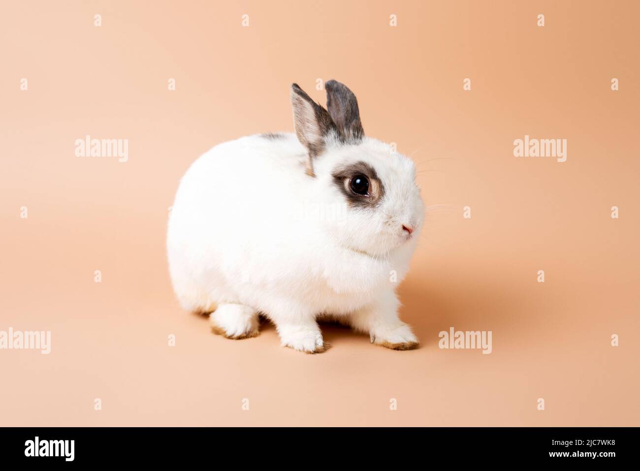 Bunny auf einem Studio-cremefarbenen Hintergrund, weißer flauschiger Hase. Domestiziertes Tierkaninchen. Stockfoto