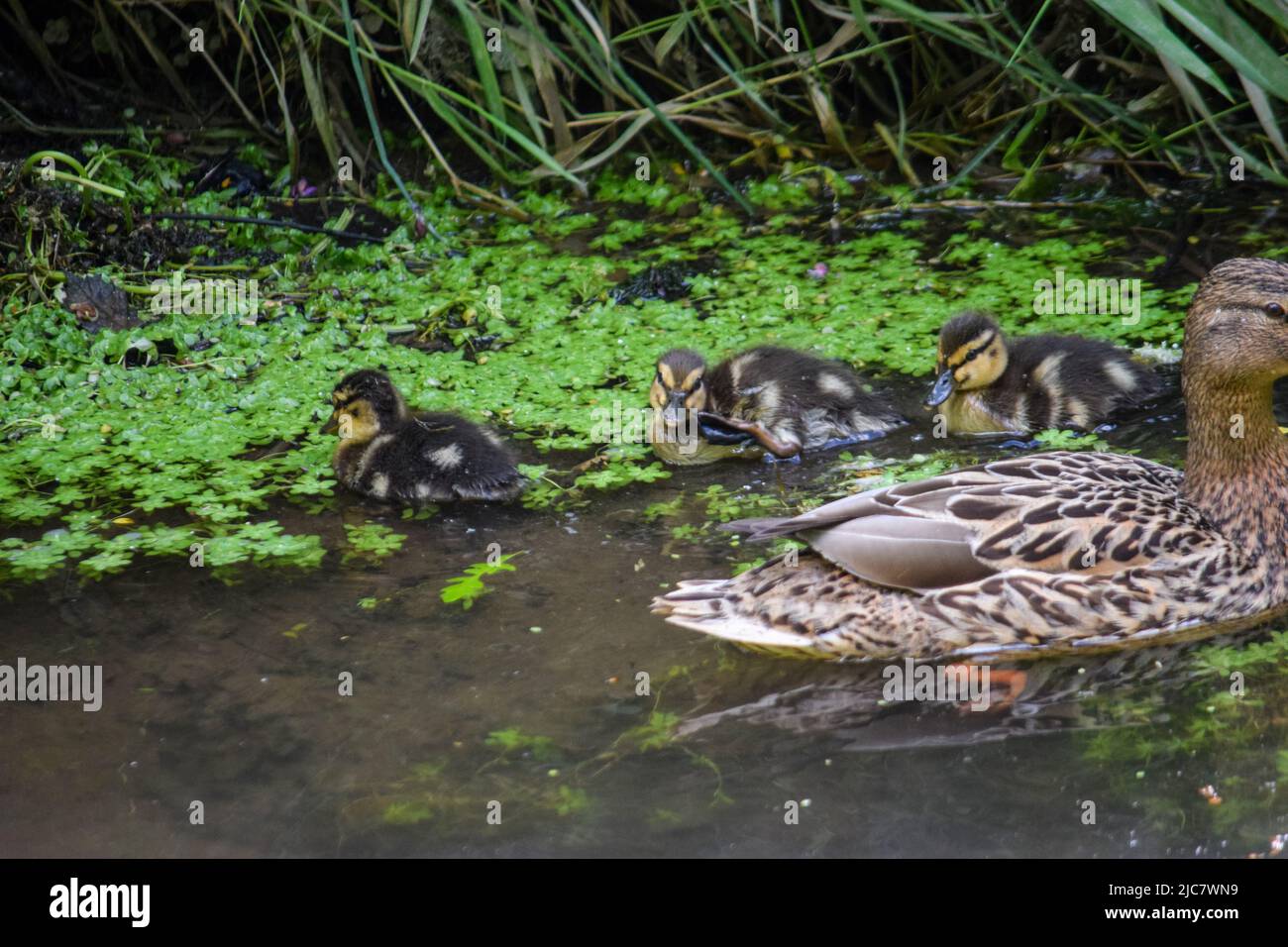 Mallard & Entchen 080622 Stockfoto