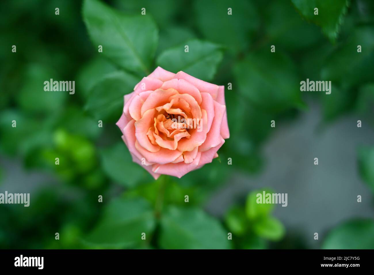Rosa Rosenblüten im Garten Stockfoto