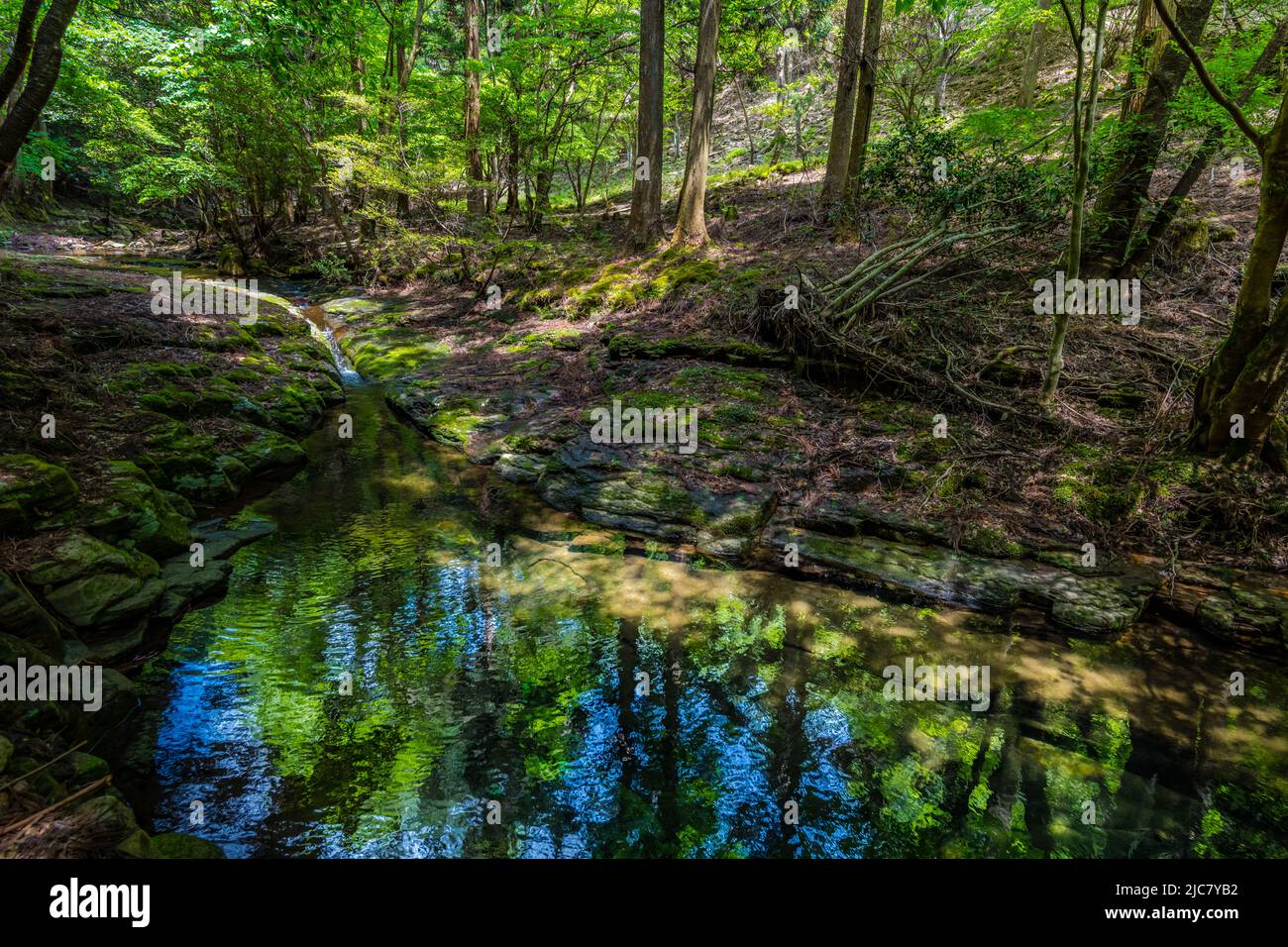 Bäume Silhouette, die auf einer ruhigen Wasseroberfläche eines Bergbaches reflektiert Stockfoto