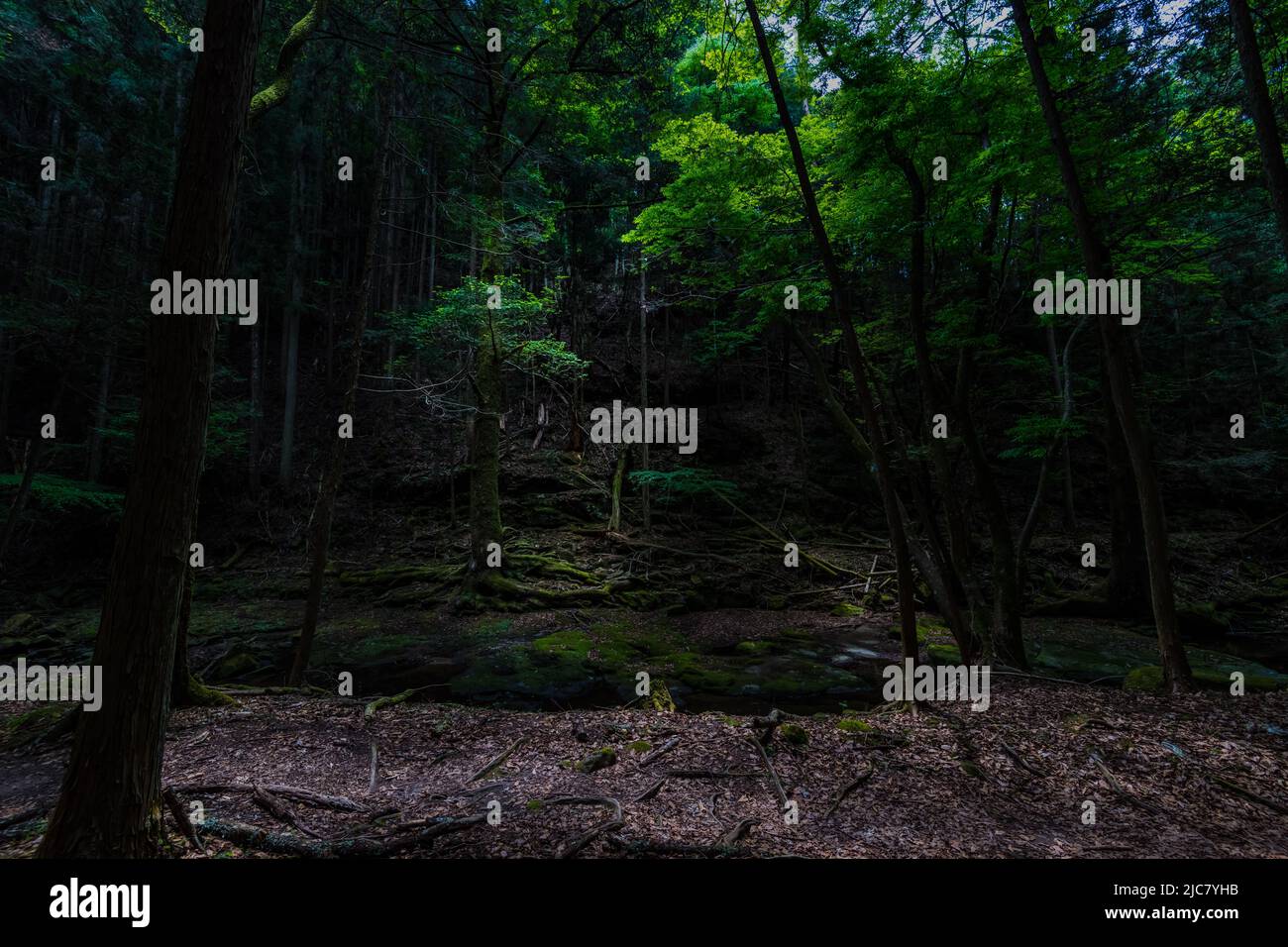 Moosigen Wald Stockfoto