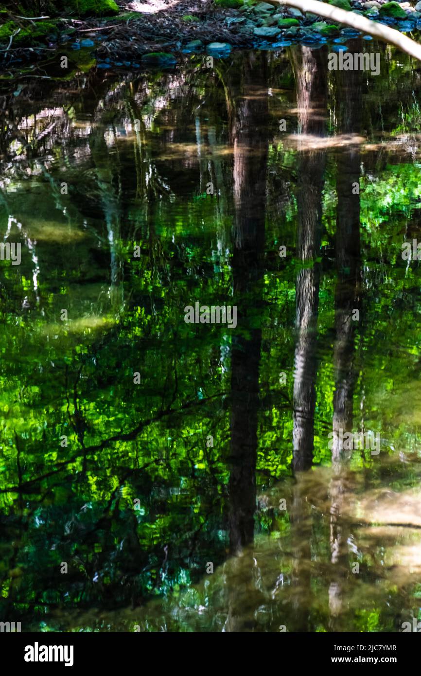 Bäume Silhouette, die auf einer ruhigen Wasseroberfläche eines Bergbaches reflektiert Stockfoto