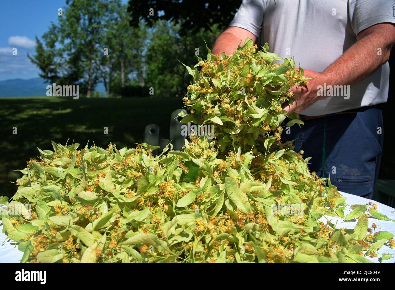 Wilde kräuter sammeln Fotos und Bildmaterial in hoher Auflösung Alamy