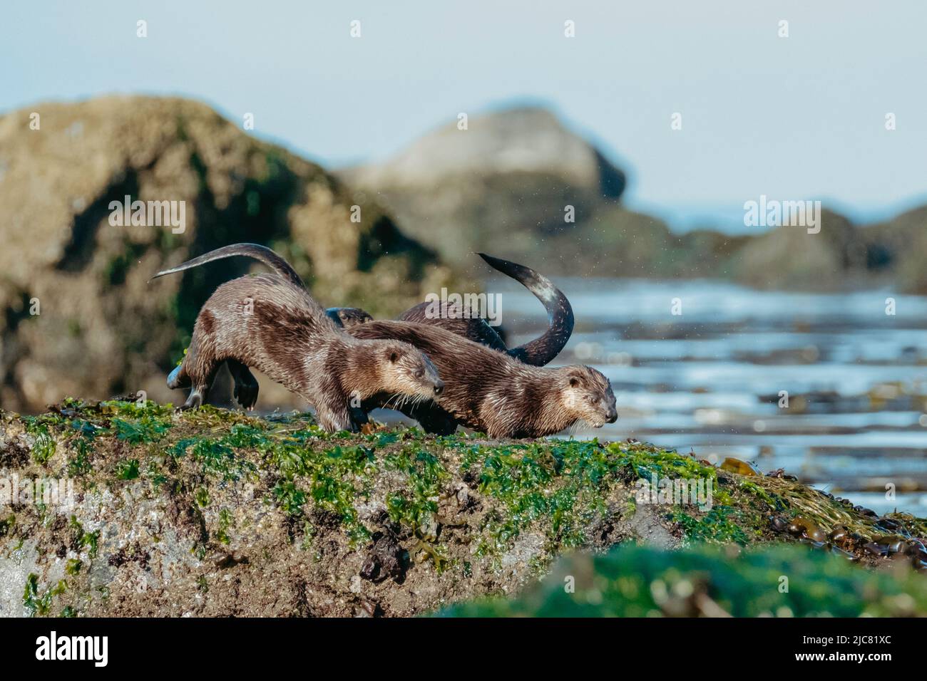 Auf der Jagd nach Flussottern Stockfoto