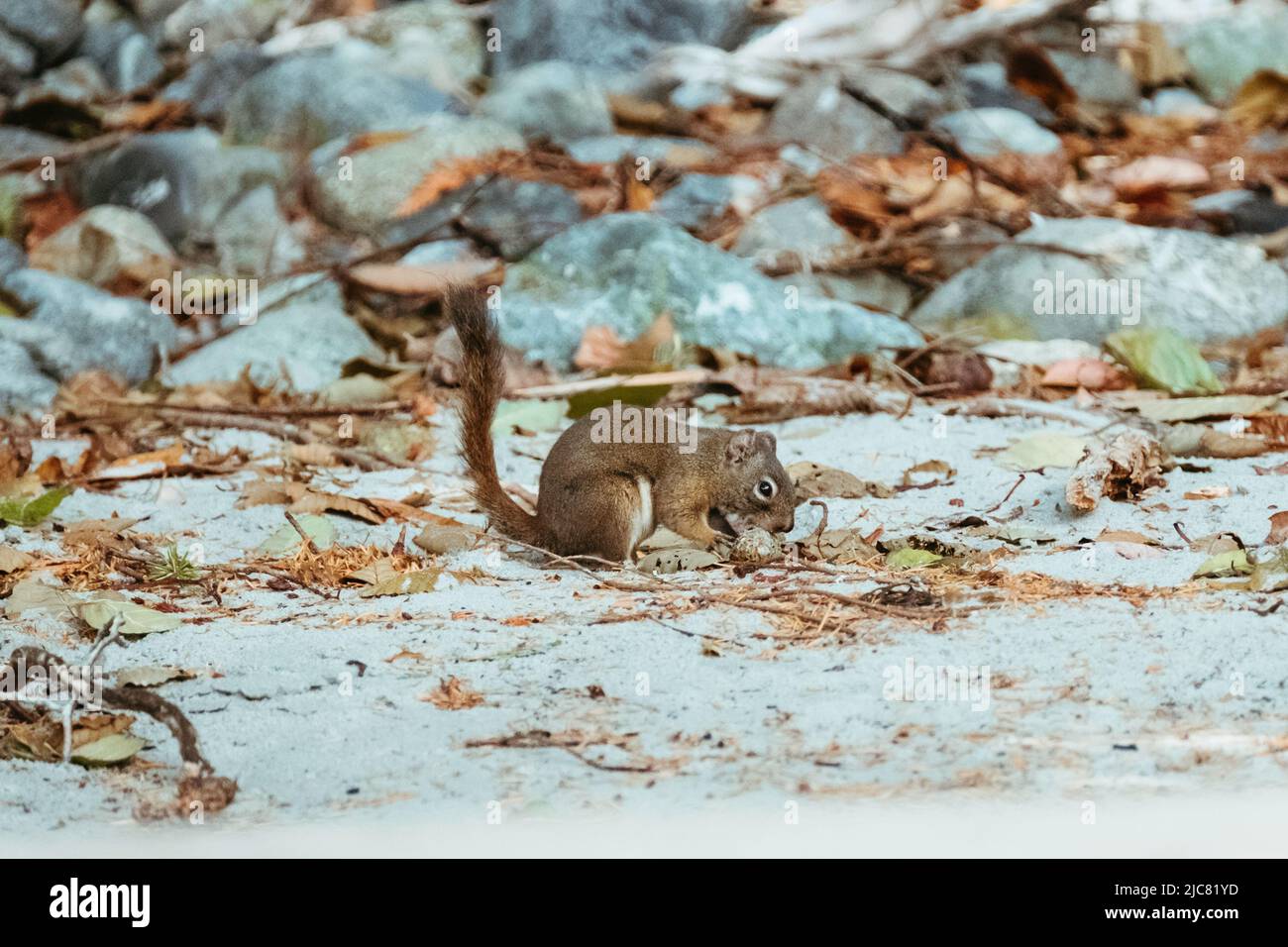 Amerikanische rote Eichhörnchen Stockfoto