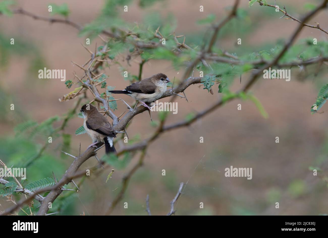 Der indische Silberschnabel oder weißkehlige munia, Koonthankulam Vogelschutzgebiet in Tamil Nadu, Indien. Es wird aktiv von den Dorfbewohnern geschützt und verwaltet Stockfoto