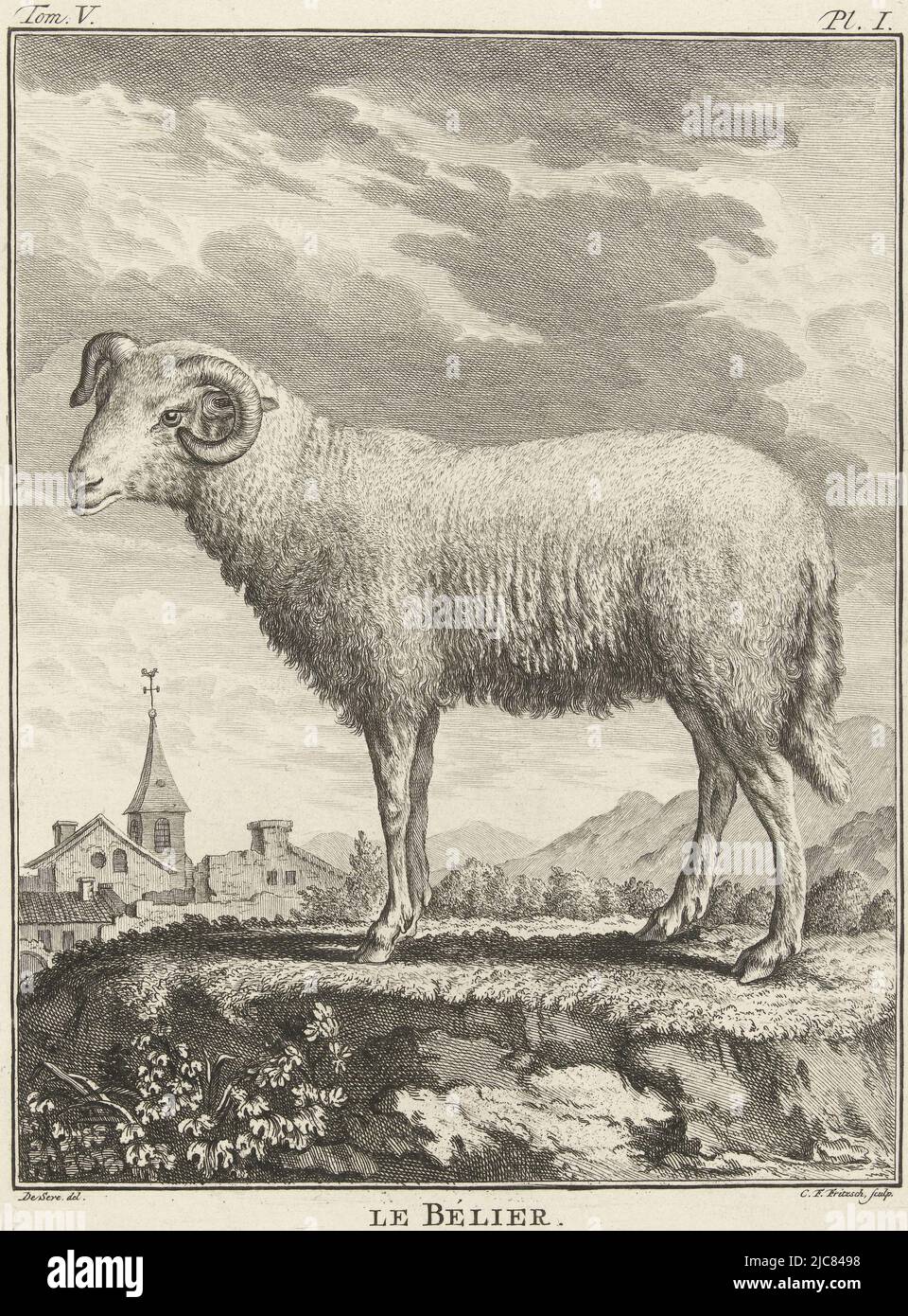 Ein Widder, von der Seite gesehen. Der Kopf ist zum Teil zum Betrachter hin gedreht. Drucken markiert oben links und rechts: Tom.V. - Pl. I. RAM Le B, Druckerei: Christian Friedrich Fritzsch, (auf Objekt erwähnt), Zeichner: De Sere, (auf Objekt erwähnt), 1729 - 1774, Papier, Radierung, H 210 mm × B 157 mm Stockfoto