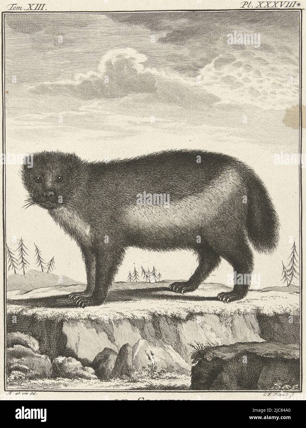 Ein Vielfraß, von der Seite gesehen. Der Kopf wird dem Betrachter zugewandt. Nummerierter Druck oben links und rechts: Tom. XIII - Pl. XXXVIII*. Wolverine Le Glouton , Druckerei: Christian Friedrich Fritzsch, (auf Objekt erwähnt), Zeichner: G. van den Heuvel, (auf Objekt erwähnt), 1729 - 1774, Papier, Radierung, H 212 mm × B 163 mm, FTZYC Doctype Stockfoto