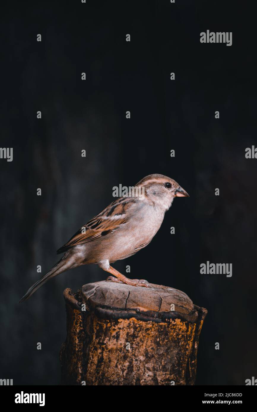 Haus Sparrow Vogel sitzt auf einem Holzblock auf isoliertem schwarzem Hintergrund Stockfoto