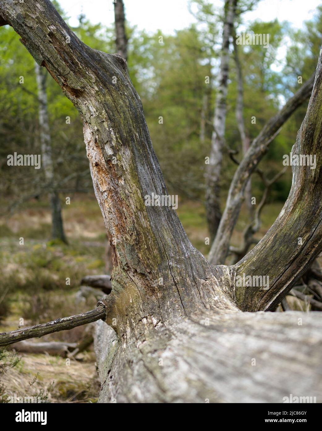 PRODUKTION 03. Mai 2022, Niedersachsen, Göhrde Im Naturwald liegt
