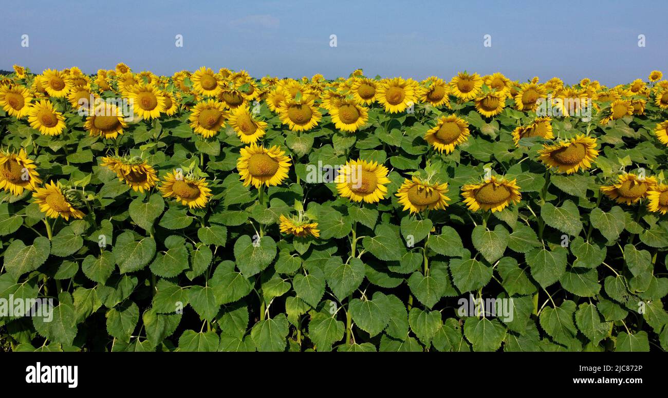 Sonnenblumenblumen aus nächster Nähe. Landwirtschaftliches Feld der blühenden Sonnenblume. Agrarlandschaft gelbe Blütenstände von blühenden Sonnenblumen und grünen Blättern am sonnigen Sommertag Bauernhof ländlichen Hintergrund Stockfoto
